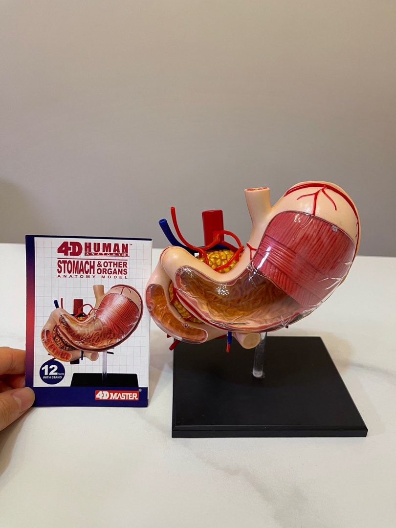 4D Human Anatomy Stomach Model - Super Cool Educational Toy For Future Doctors