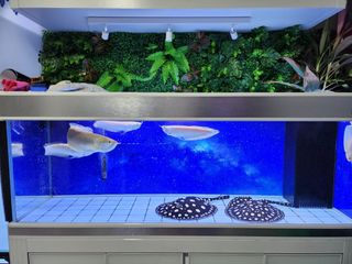 (Category: ) located in . Submitted by nuahs03 (Listing ID 1289877850, Image 1). Description: .