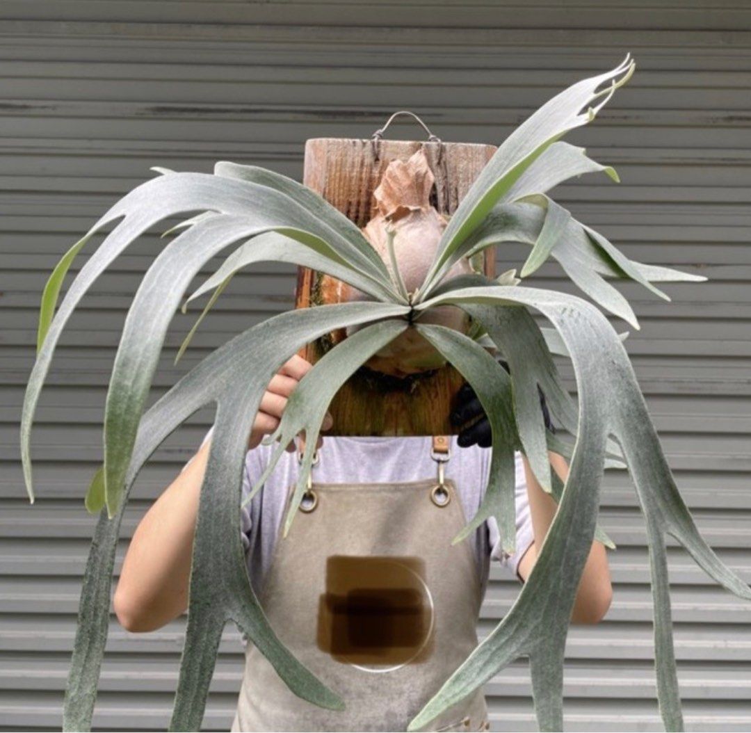 veitchii white ビカクシダ ビカクシダ ベイチー ルミナホワイト | GREEN LUCK