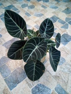 Alocasia Black Velvet Indoor Plant