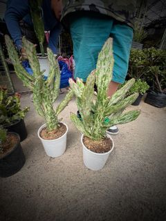 Big Rare Cactus