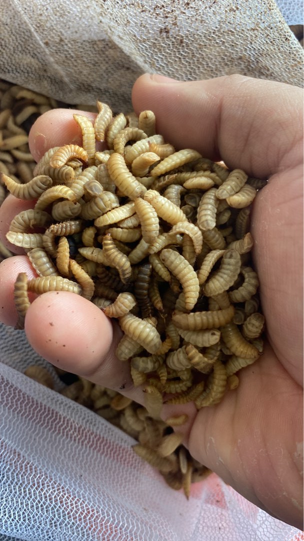 BSF Larva (BSFL), Pet Supplies, Pet Food on Carousell