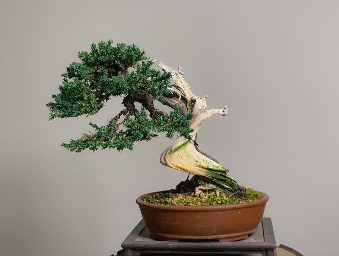 日本山採杜松, 傢俬＆家居, 園藝, 植物及種子- Carousell