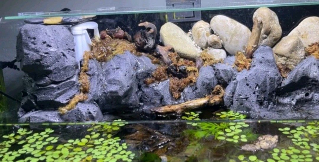 Polyurethane Form (Category: Homes & Other Pet Accessories) located in Singapore. Submitted by xavier_88 (Listing ID 1285490409, Image 3). Description: DIY 3D BACKGROUND FOR AQUARIUMS, VIVARIUMS AND TERRARIUMS. 900g with Grey or Brown colour. 1 for $11.90 2 for $10.90 each 3 for $9.90 each Features and Benefits: Houyi Expanding Foam is a high tech material specially developed for ecological landscaping. This material will be expanded and cured in