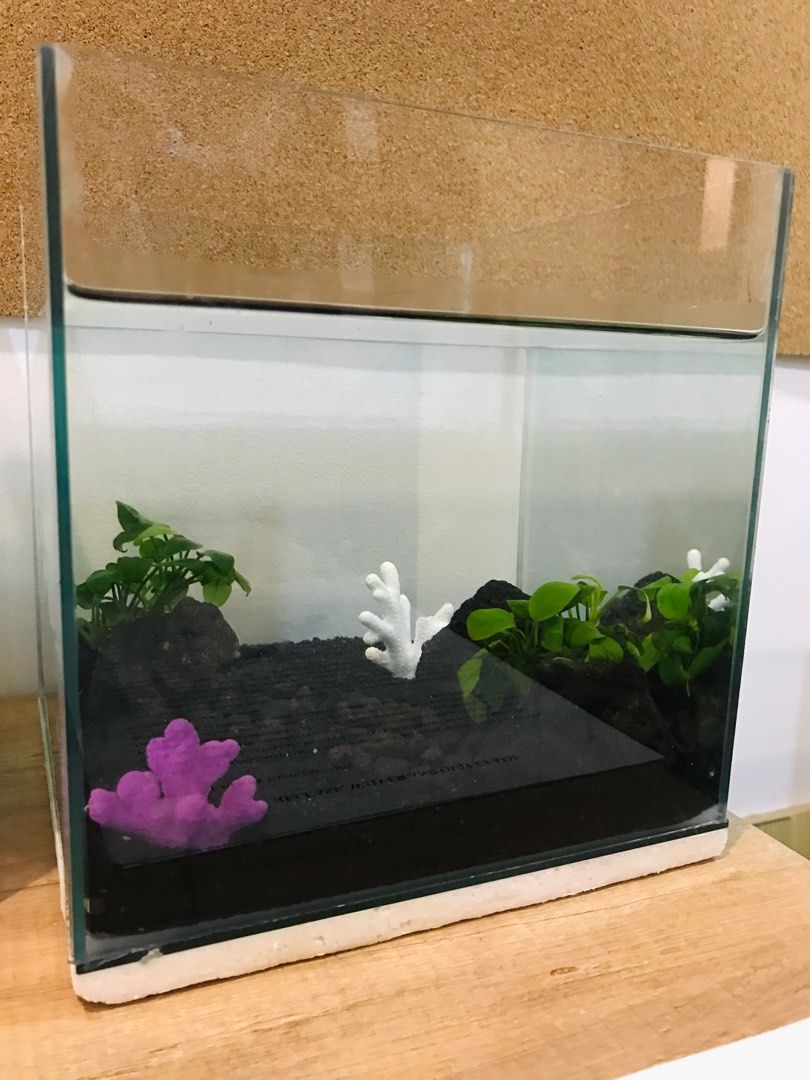 8in x 8in 2.5Gal Fish Tank Aquascaped Aquarium for your Betta