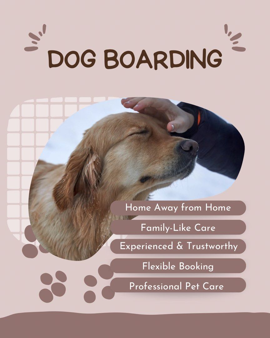 Pet Care Dog House Sitting Delhi Best Pet Boarding (Dog Boarding