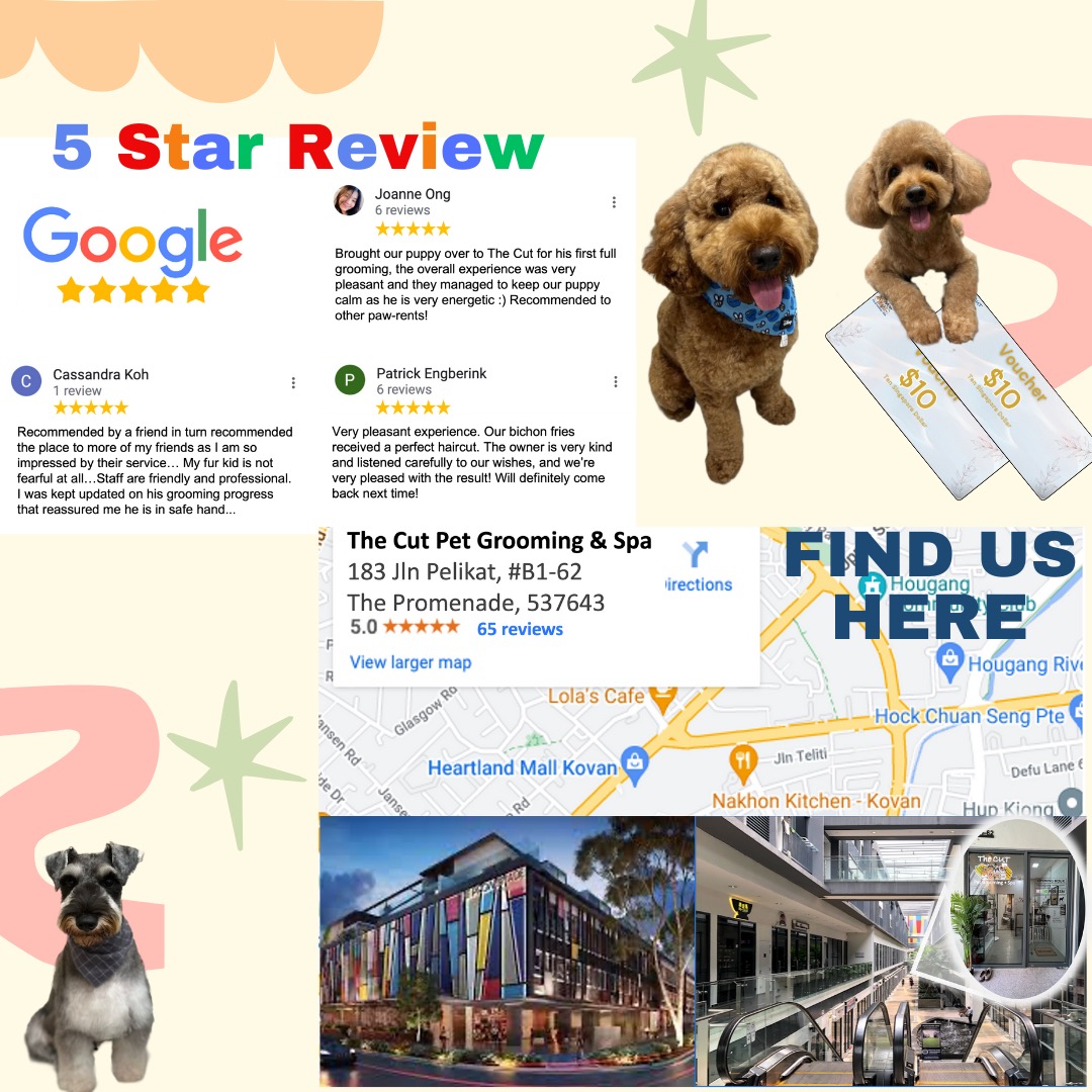 5 star pet grooming cheap near me