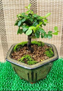 (Category: ) located in . Submitted by bonsai168 (Listing ID 1290420576, Image 1). Description: .