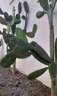 Opuntia (prickly pear) Cactus 🌵🌵🌵