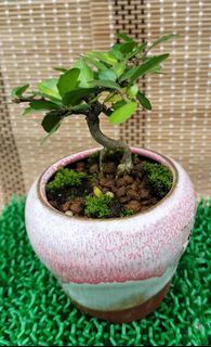 (Category: ) located in . Submitted by bonsai168 (Listing ID 1290420251, Image 1). Description: .