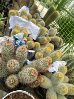 Variety of Cactus