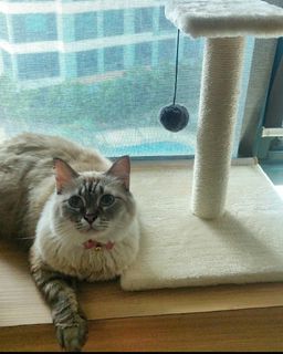 (Category: ) located in . Submitted by bawas.gamit (Listing ID 1284099802, Image 1). Description: .