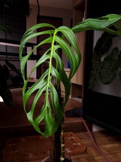 (Category: ) located in . Submitted by nospaceforplants (Listing ID 1284008381, Image 1). Description: .