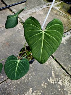 (Category: ) located in . Submitted by plantedbydan (Listing ID 1284156355, Image 1). Description: .
