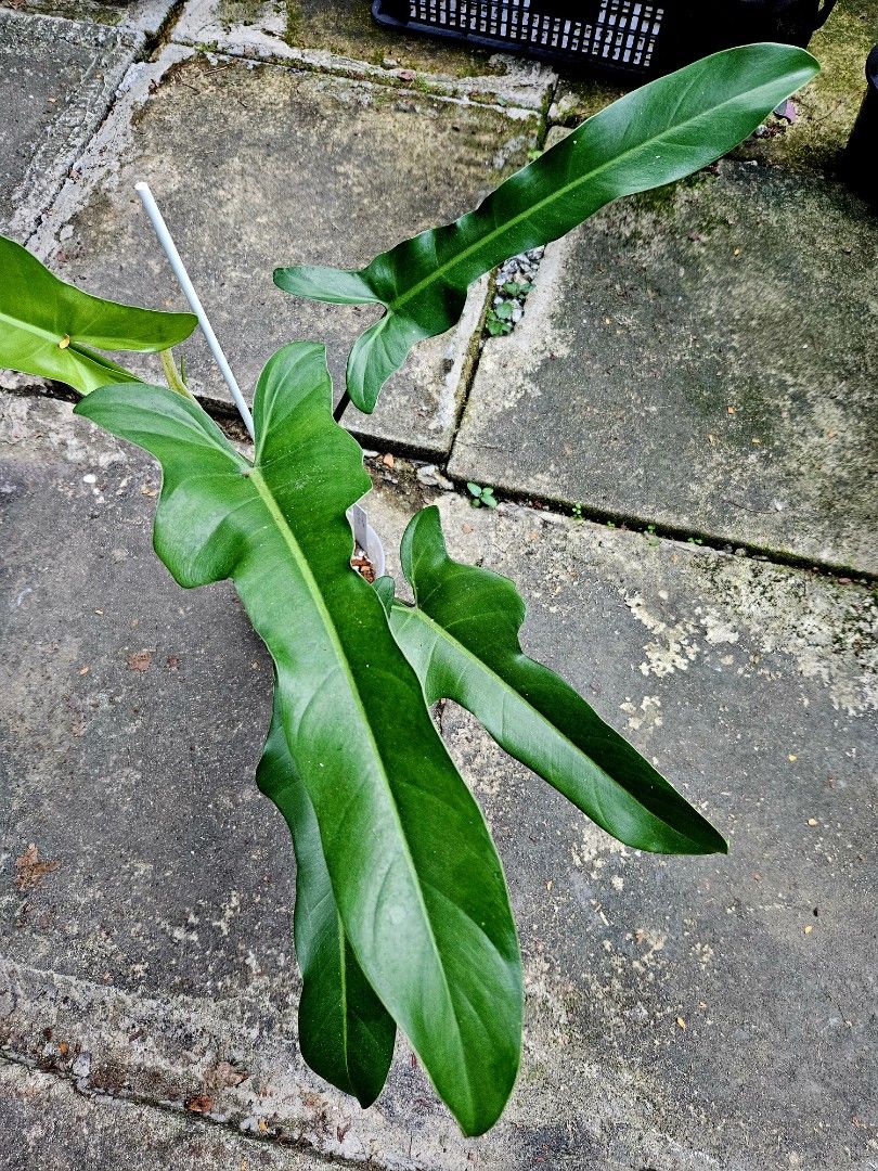 Philodendron Jerry Horne, Furniture & Home Living, Gardening, Plants &  Seeds on Carousell