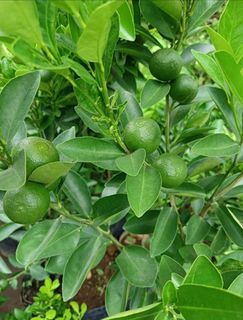 [ESTABLISHED LIVE PLANT] Fruiting Calamansi Tree Rooted Seedling with Soil and Pot