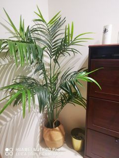 (Category: ) located in . Submitted by fizsaad (Listing ID 1284428426, Image 1). Description: .