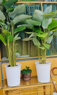 2 Potted leafy plants