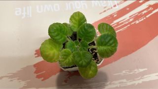 （分類：）位於 。 由 sweet5665 提交（商品編號 1284706433，圖片 1）。簡介： 。