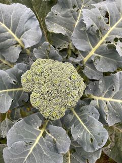 （分類：）位於 。 由 abbalifefarm 提交（商品編號 1284567441，圖片 1）。簡介： 。