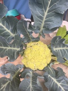 （分類：）位於 。 由 abbalifefarm 提交（商品編號 1284566617，圖片 1）。簡介： 。