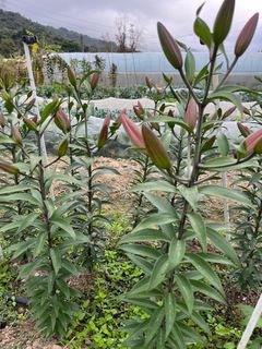 （分類：）位於 。 由 abbalifefarm 提交（商品編號 1284561086，圖片 1）。簡介： 。
