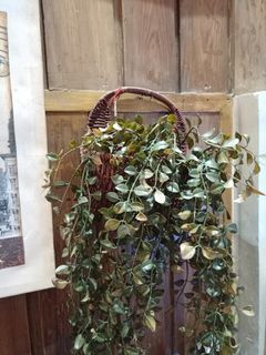 Hanging plant basket