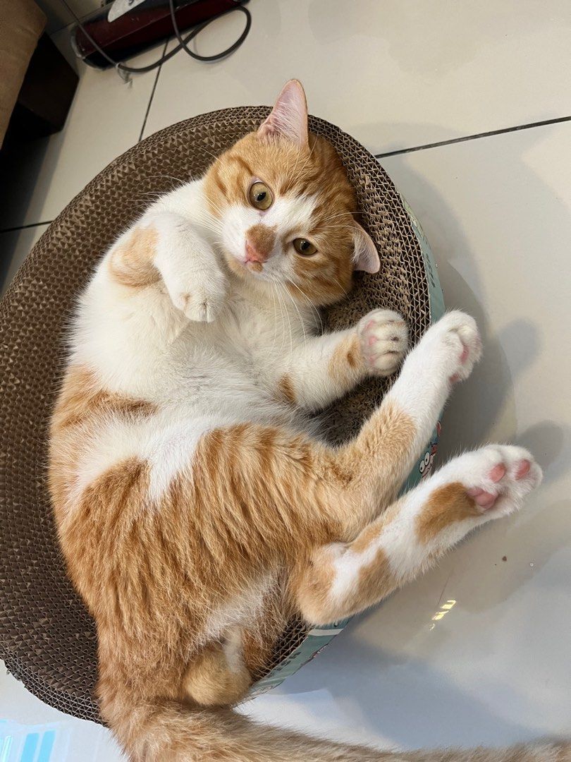 Home Based Pet Boarding Puchong, Pet Supplies, Homes & Other Pet