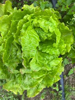 （分類：）位於 。 由 abbalifefarm 提交（商品編號 1284565461，圖片 1）。簡介： 。