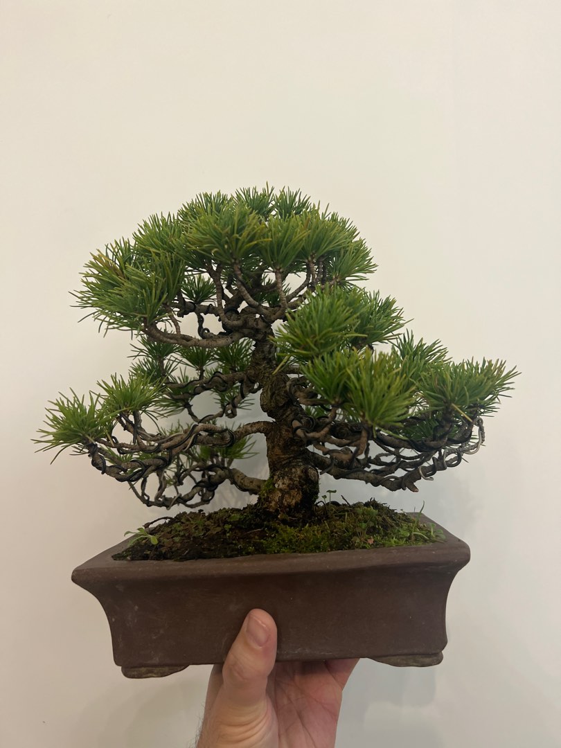 清位日本進口五葉松樹明星盆景bonsai, 傢俬＆家居, 園藝, 植物及種子- Carousell