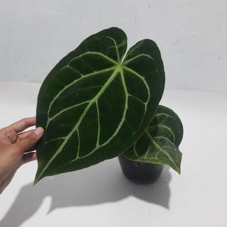 (Category: ) located in . Submitted by Plantszone.Official (Listing ID 1284831654, Image 1). Description: .