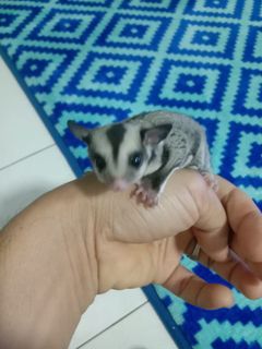Sugar glider rm100 hotsell