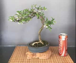 (Category: ) located in . Submitted by penjing (Listing ID 1285160419, Image 1). Description: .