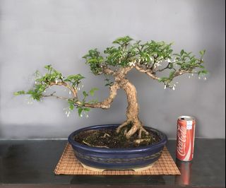 (Category: ) located in . Submitted by penjing (Listing ID 1285155065, Image 1). Description: .