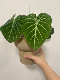 （分類：）位於 。 由 own_plant 提交（商品編號 1285197891，圖片 1）。簡介： 。