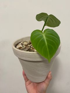 （分類：）位於 。 由 own_plant 提交（商品編號 1285198203，圖片 1）。簡介： 。