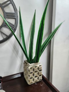 Plant with vase for sale