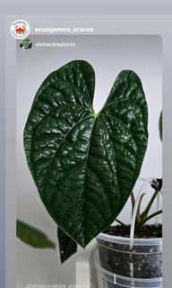 (Category: ) located in . Submitted by alohaplants (Listing ID 1285408845, Image 1). Description: .