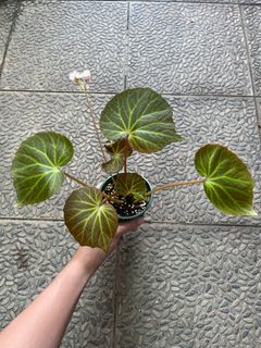 (Category: ) located in . Submitted by plantstuff (Listing ID 1285388970, Image 1). Description: .