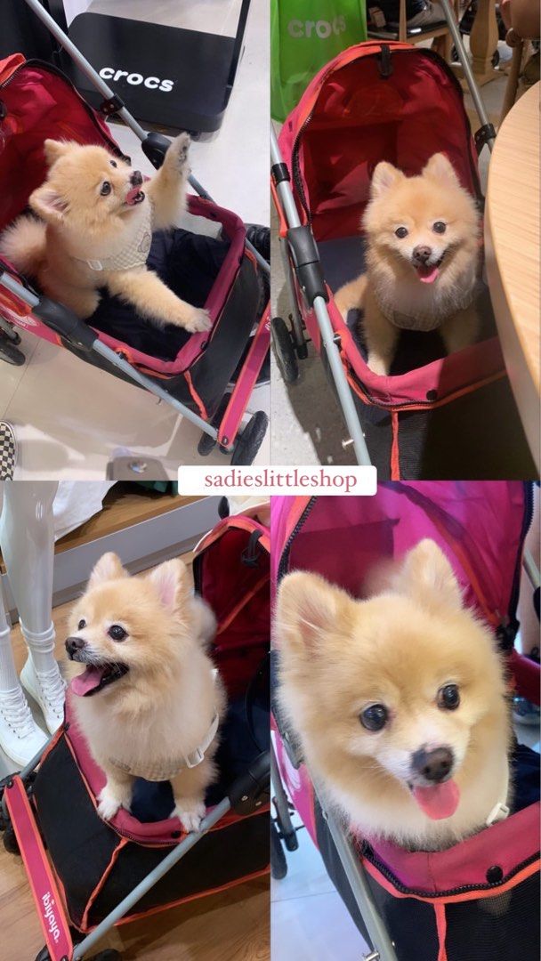 Ibiyaya Pet Dog or Cat Stroller (Category: Homes & Other Pet Accessories) located in Manila. Submitted by sadieslittleshop (Listing ID 1285401547, Image 3). Description: 📌 Last price already 📌 Original Foldable Ibiyaya Stroller Bought this for 6,800 Issue: safety rope/clip for the pet collar is rusting but still works the mesh cover is missing. Has tiny holes at the back but is not that noticeable, rusting at the back Clean, no stains All wheel