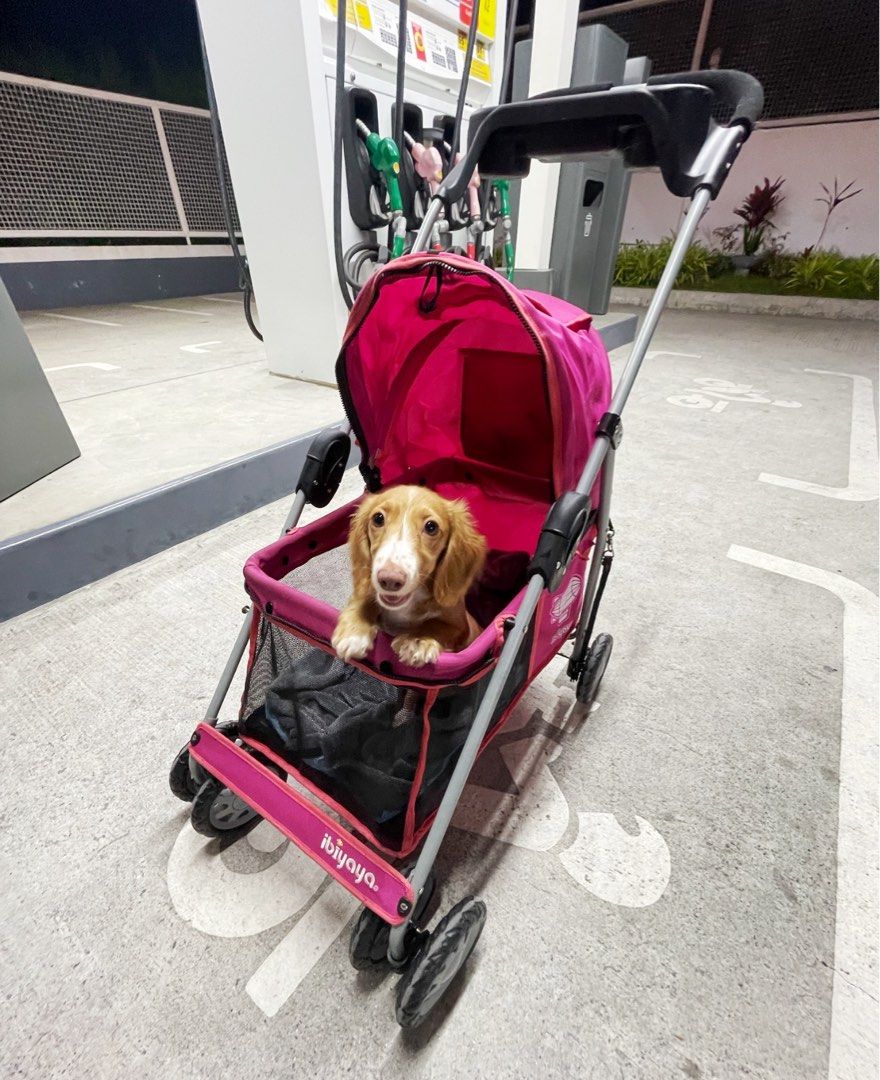 Ibiyaya Pet Dog or Cat Stroller (Category: Homes & Other Pet Accessories) located in Manila. Submitted by sadieslittleshop (Listing ID 1285401547, Image 1). Description: 📌 Last price already 📌 Original Foldable Ibiyaya Stroller Bought this for 6,800 Issue: safety rope/clip for the pet collar is rusting but still works the mesh cover is missing. Has tiny holes at the back but is not that noticeable, rusting at the back Clean, no stains All wheel