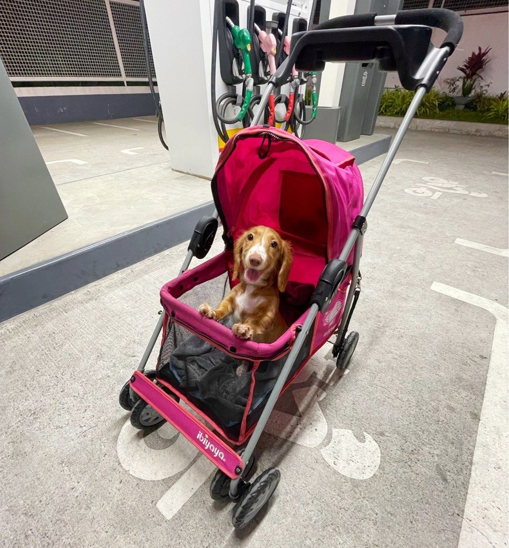 Ibiyaya Pet Dog or Cat Stroller (Category: Homes & Other Pet Accessories) located in Manila. Submitted by sadieslittleshop (Listing ID 1285401547, Image 2). Description: 📌 Last price already 📌 Original Foldable Ibiyaya Stroller Bought this for 6,800 Issue: safety rope/clip for the pet collar is rusting but still works the mesh cover is missing. Has tiny holes at the back but is not that noticeable, rusting at the back Clean, no stains All wheel