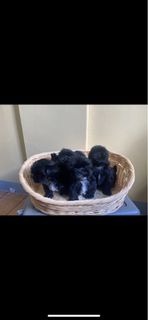 (Category: ) located in . Submitted by micaloka (Listing ID 1285419833, Image 1). Description: .