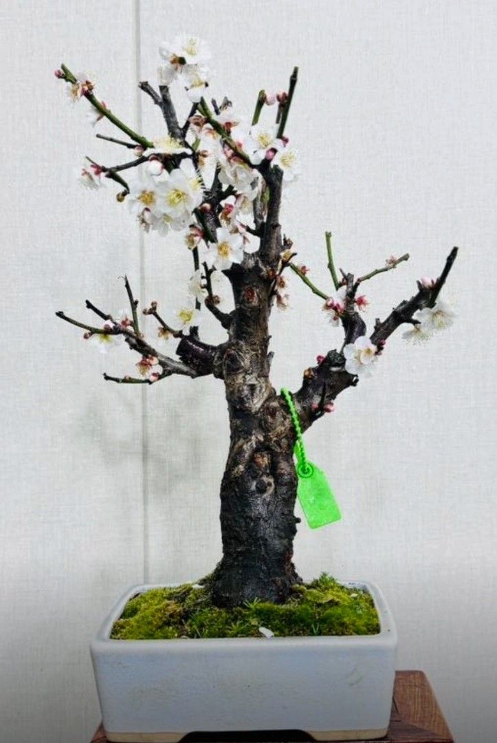 甲州野梅盆栽です。早い物勝ち。値下げさせていただきます。
