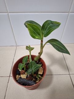 (Category: ) located in . Submitted by plant_nerd05 (Listing ID 1285689084, Image 1). Description: .