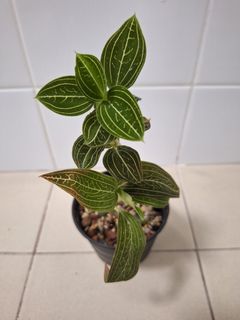 (Category: ) located in . Submitted by plant_nerd05 (Listing ID 1285689298, Image 1). Description: .