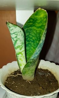 Snake plant in a white pot