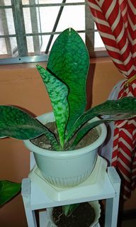 Snake plant in white pot