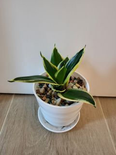 （分類：）位於 。 由 purple678 提交（商品編號 1290570689，圖片 1）。簡介： 。