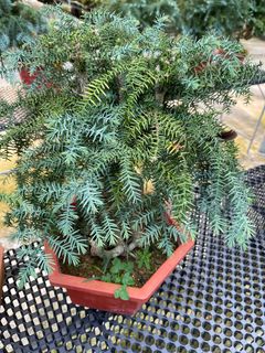 (Category: ) located in . Submitted by gardenfunfarm (Listing ID 1290547359, Image 1). Description: .
